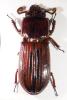 Passalus striolatus